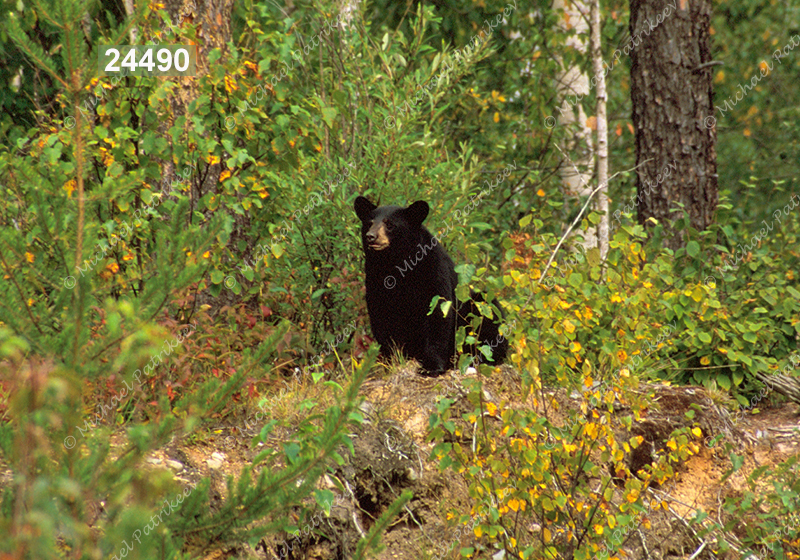 American Black Bear (Ursus americanus)